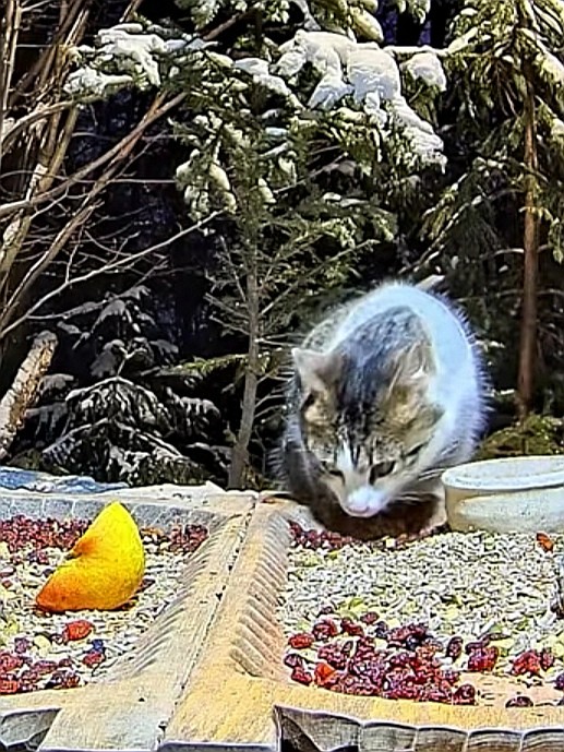 livebirdspoland_169fcf2cf141387dfc48831c5d3fec3a.jpg