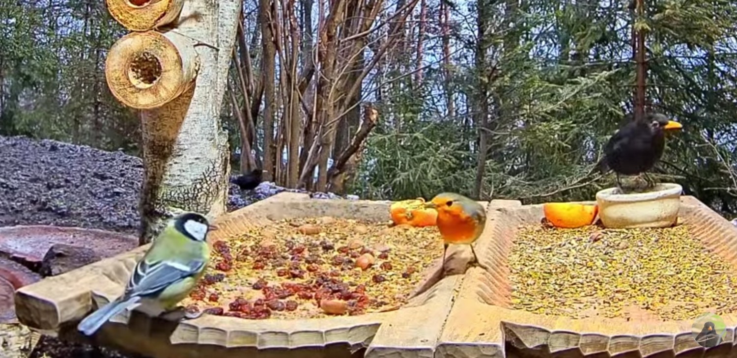 livebirdspoland_8ba549b2a883166b58b13d0742b9f2b0.jpg