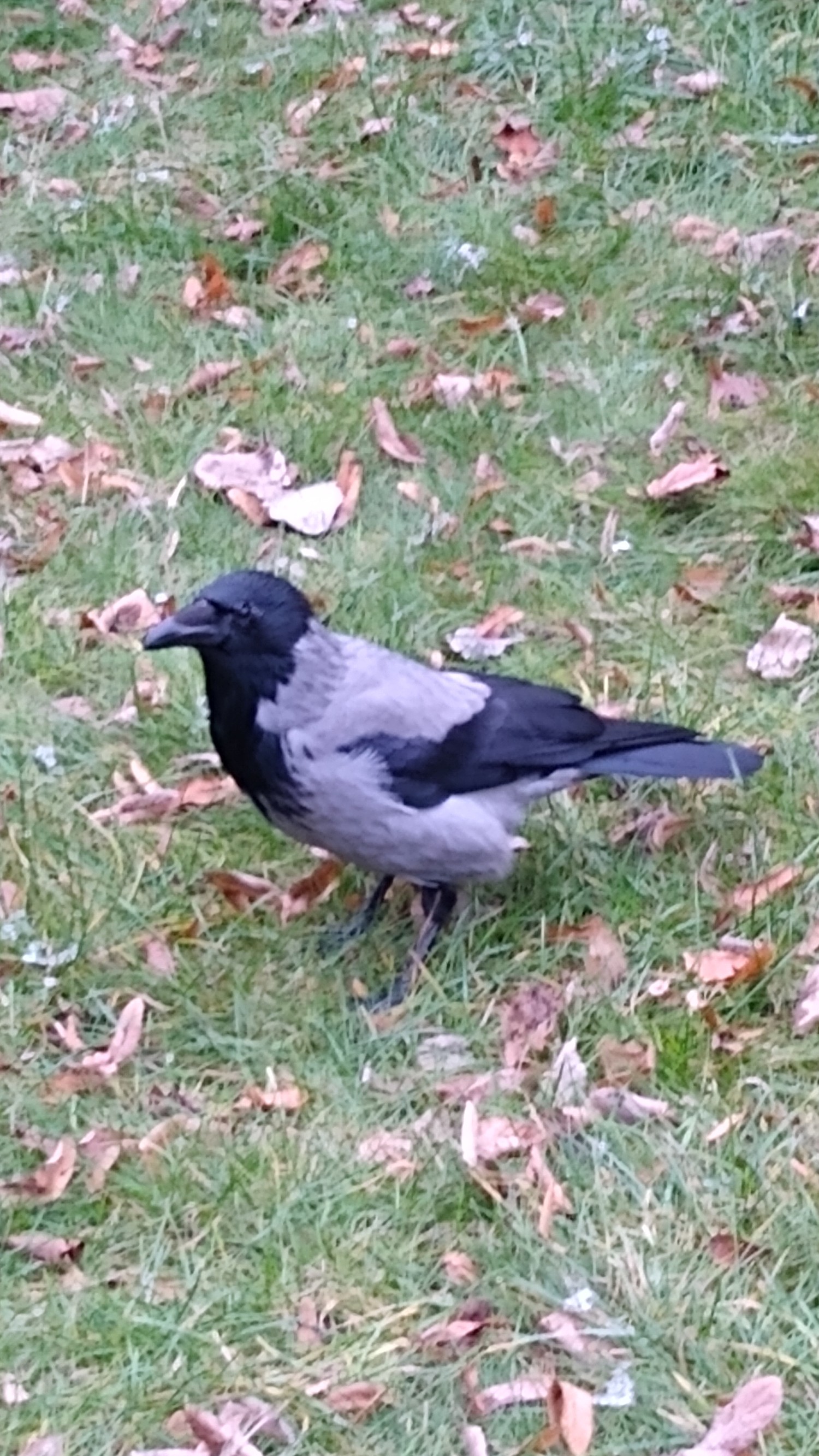 livebirdspoland_71201e4f77800a7900cf604cae0c8686.jpg