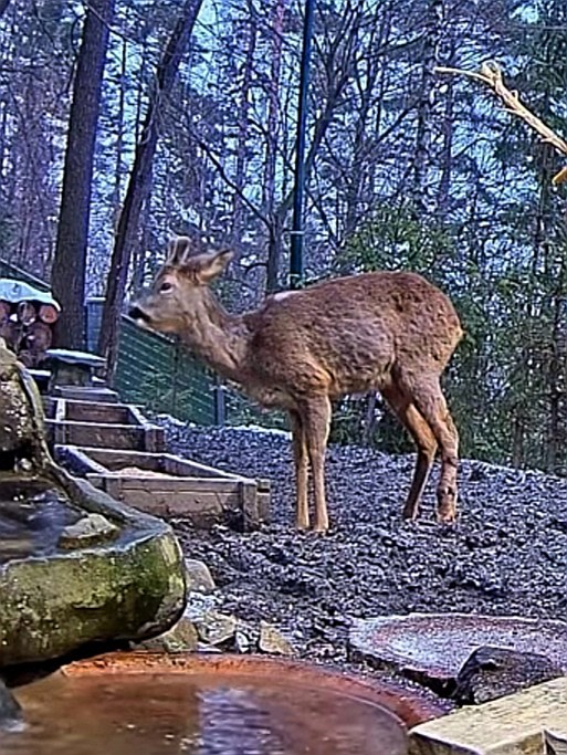 livebirdspoland_d78f2a8d383cdea6af7c897e8371d389.jpg
