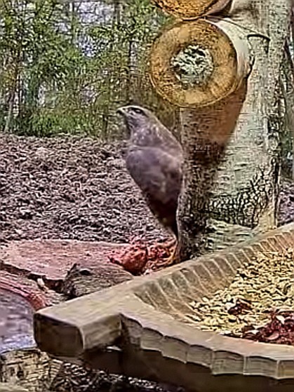 livebirdspoland_0b52879c9010c91ef738b41607f07b6d.jpg