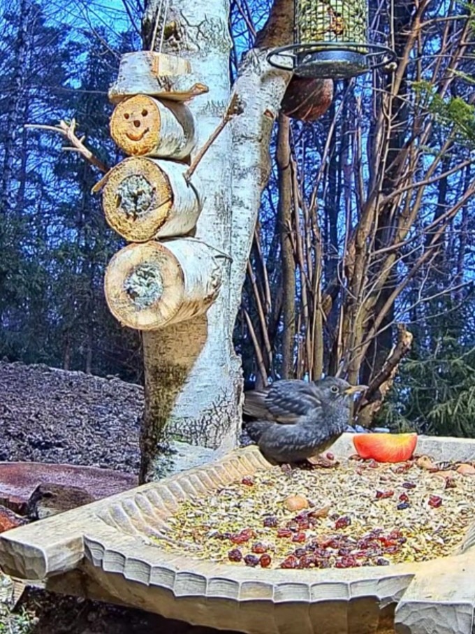 livebirdspoland_93b1e05c760f02b9d10c16df2246c88a.jpg