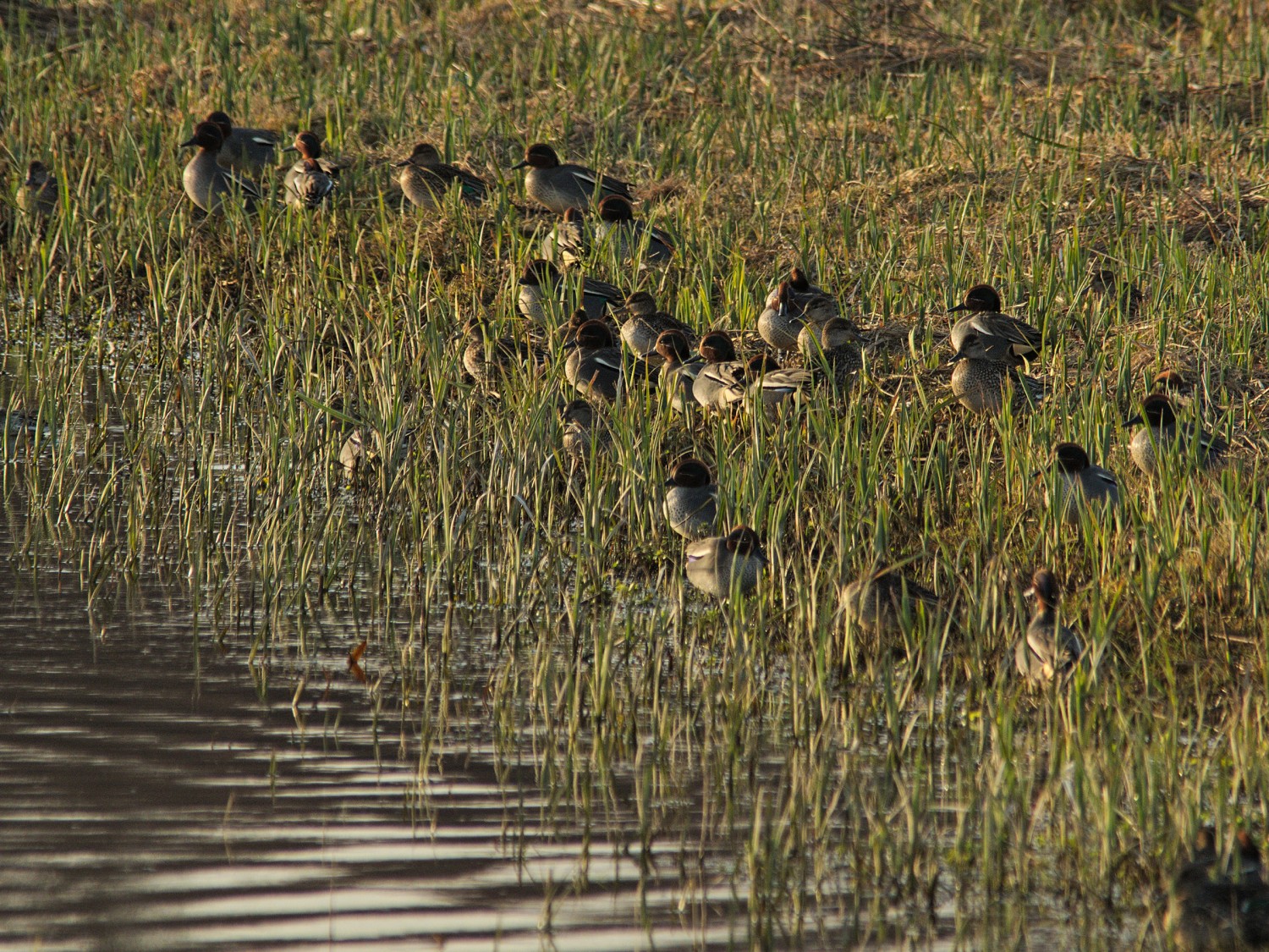 livebirdspoland_c5396ab1a21102a6e5748e7b1867fc20.jpg