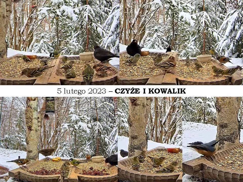 livebirdspoland_9d00477dd4ffddf2b9c3296566e9c50b.jpg