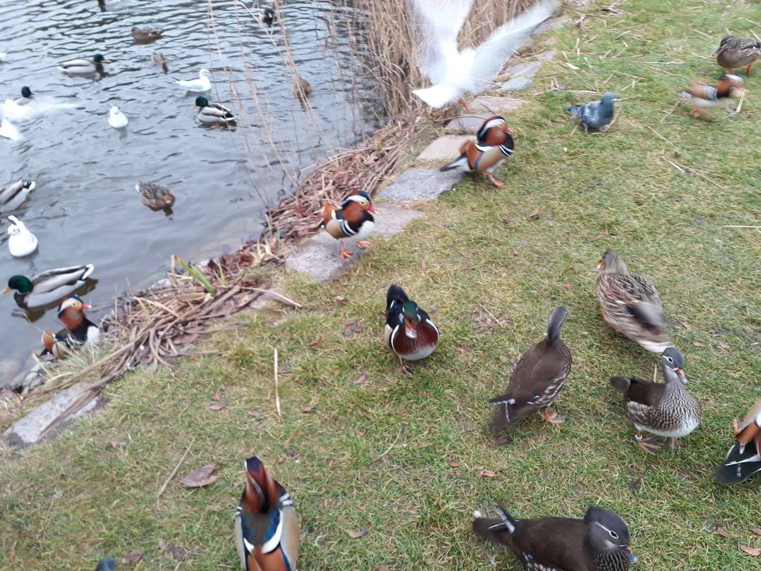 livebirdspoland_8b0904b5ee16c468055db443695178b2.jpg