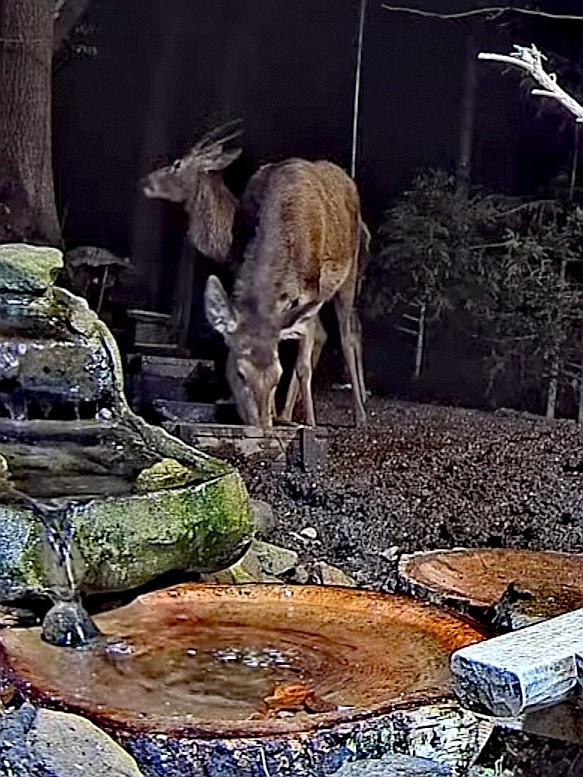 livebirdspoland_e9175c2cc6f447e35447754b8e625bdf.jpg
