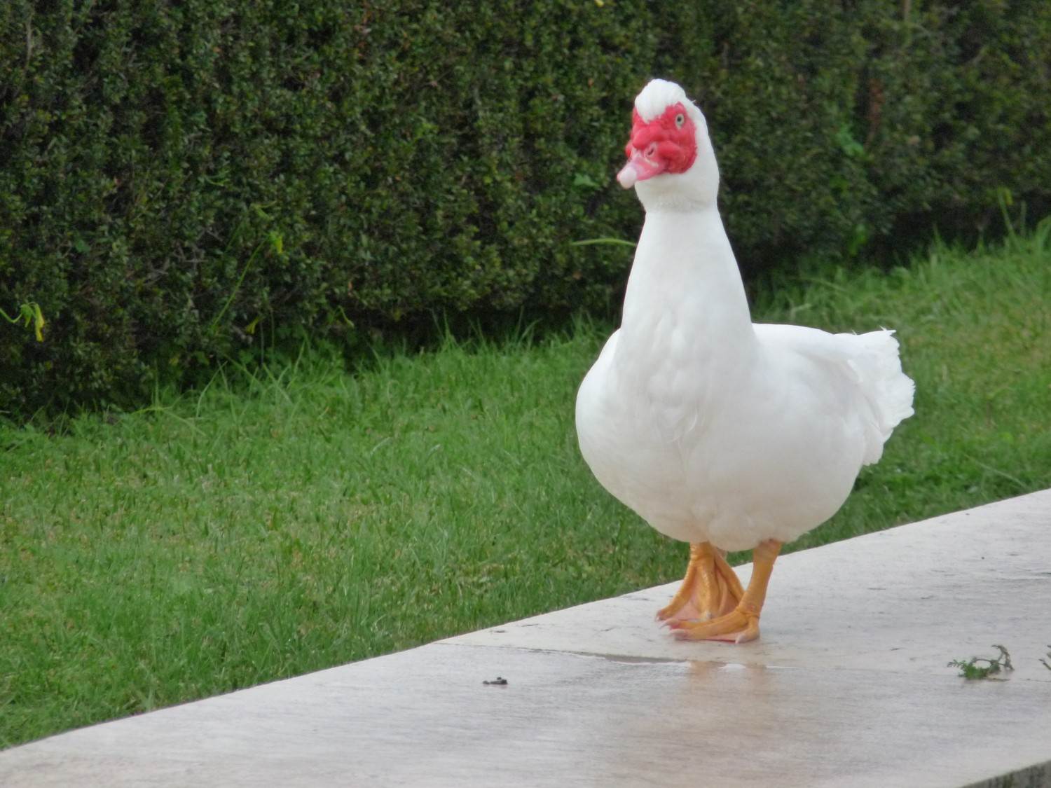 livebirdspoland_6a644a79202f1ee952ebfd9314eac8be.jpg