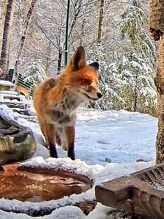livebirdspoland_ed3a156c53e279a7337c9d4f71b81853.jpg