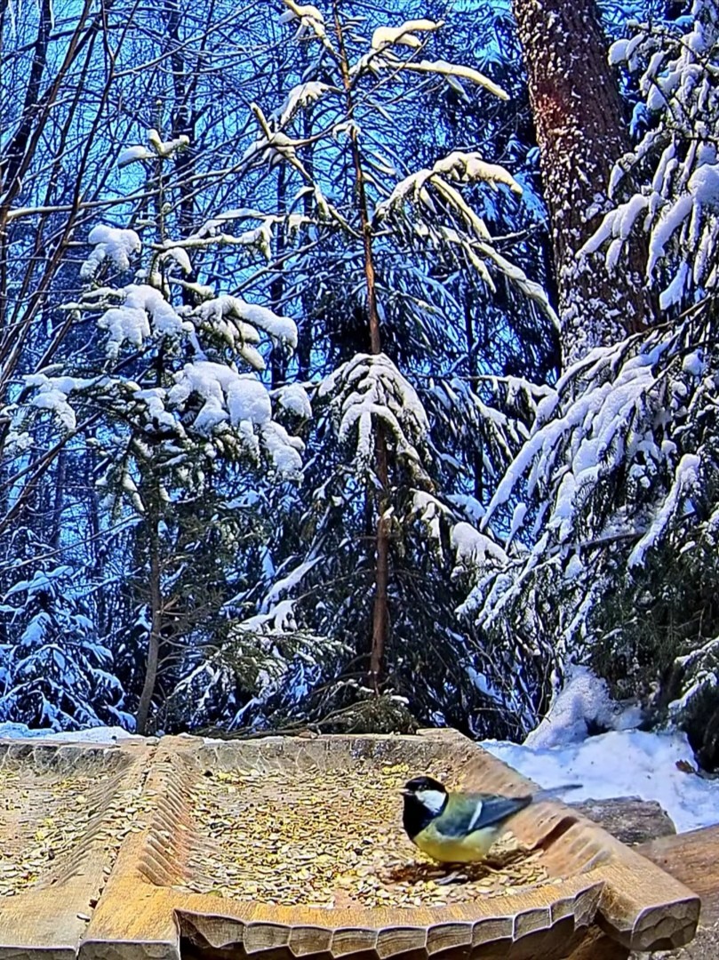 livebirdspoland_62670d9c9f1b9913b0273835c9d934c7.jpg