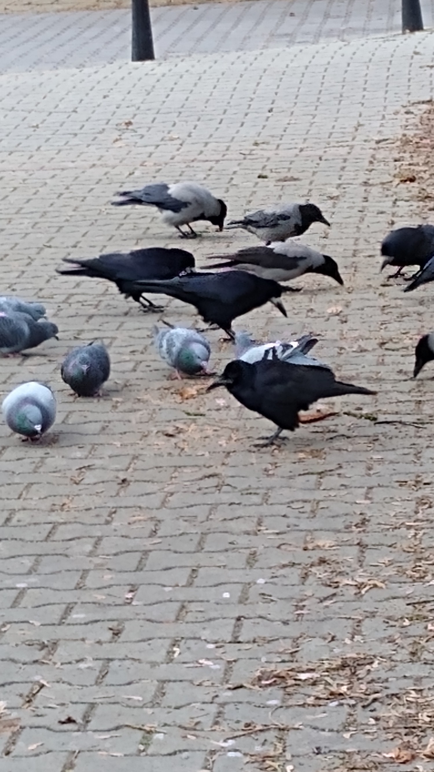 livebirdspoland_0357aef3c9585365cb684bee11f6d57c.jpg