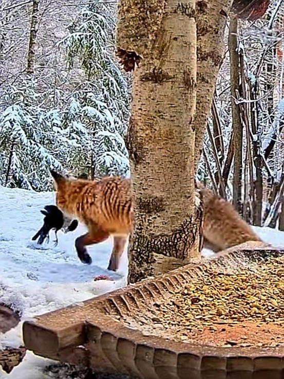 livebirdspoland_b7b76d6caf11c3fbdbfd3d79038d43d0.jpg
