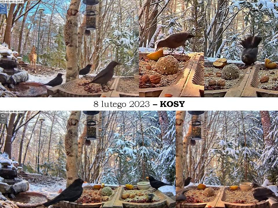 livebirdspoland_70e1a4d8c860c6a3fdf97cc3bb052568.jpg