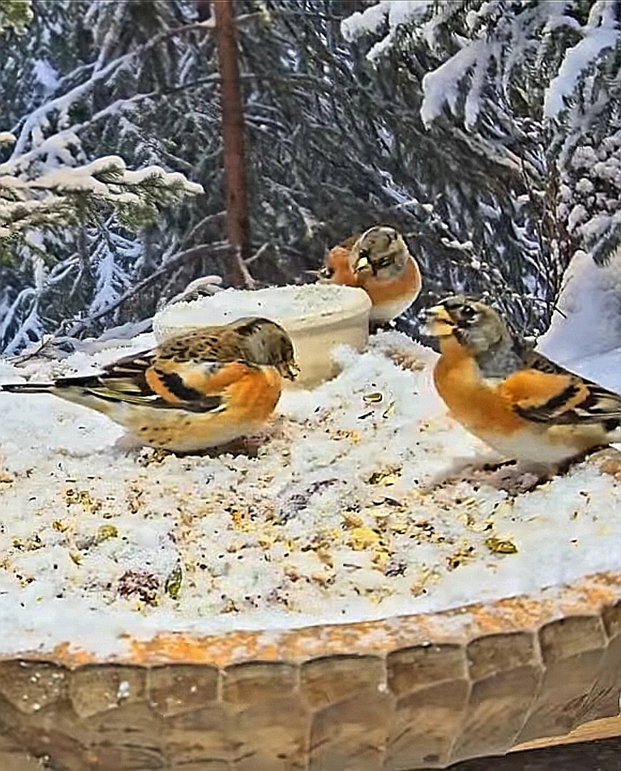 livebirdspoland_81f338b066c315e5f0aa0233178a92cc.jpg