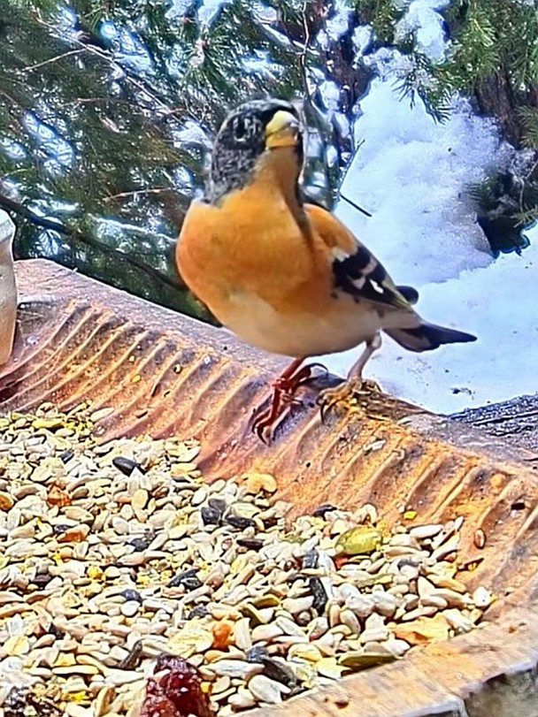livebirdspoland_1cfa975bbe994133483bd5578b3ccbd6.jpg