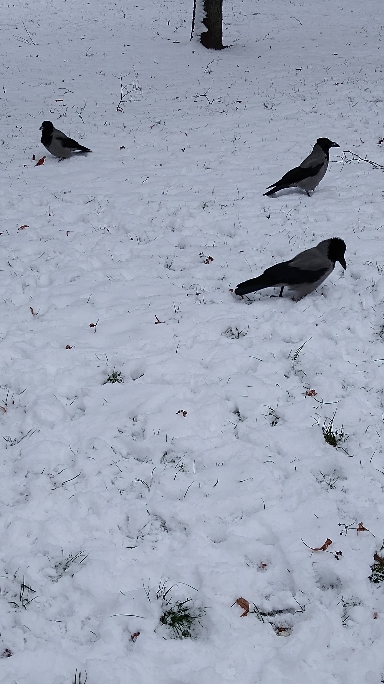 livebirdspoland_fc39a6d3c8926f11136a15fe5821d642.jpg