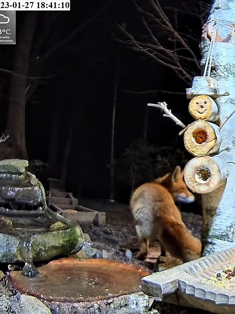 livebirdspoland_e9c5d3e33cba5329f8b94e1410283207.jpg