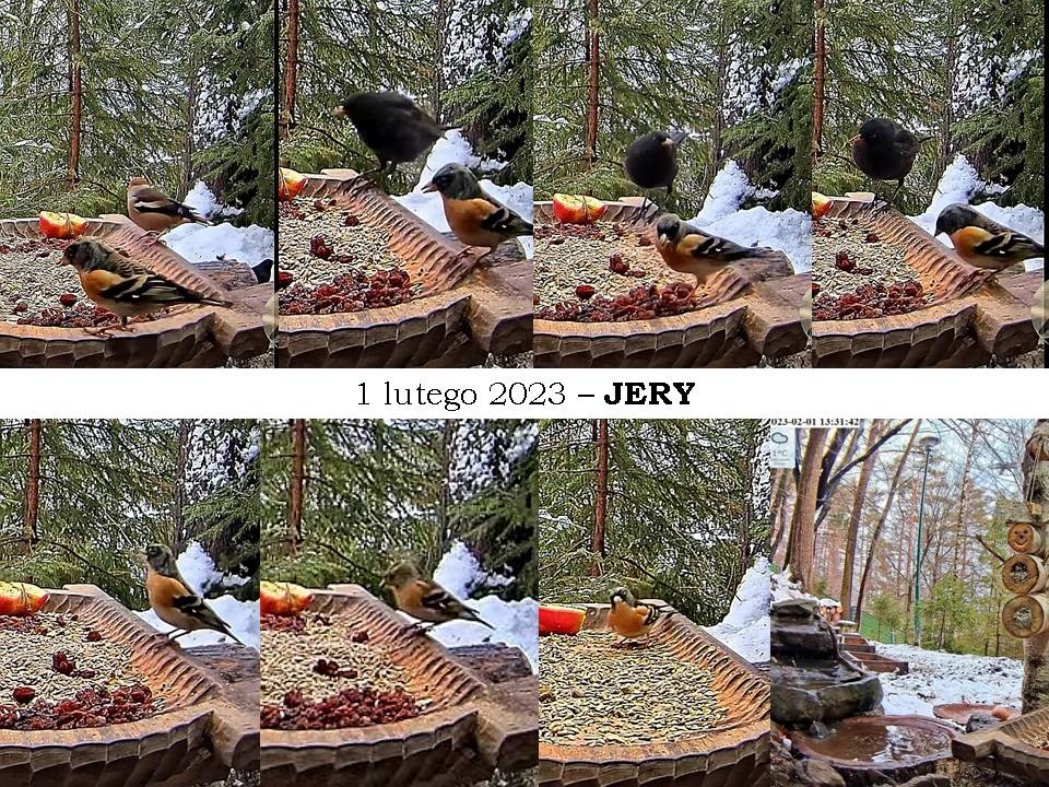 livebirdspoland_478186c4c855c0fbef43081d15ff5e0c.jpg