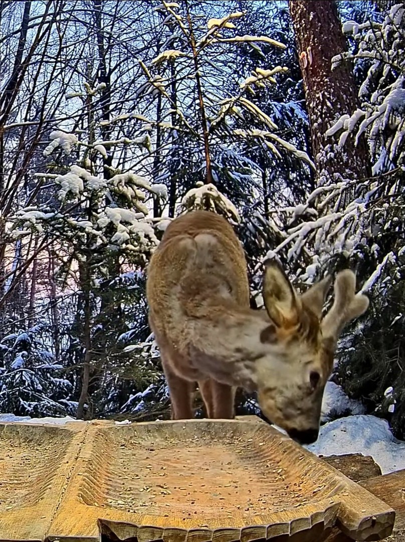 livebirdspoland_c07cac5b8e99acea58b9129502b3299f.jpg