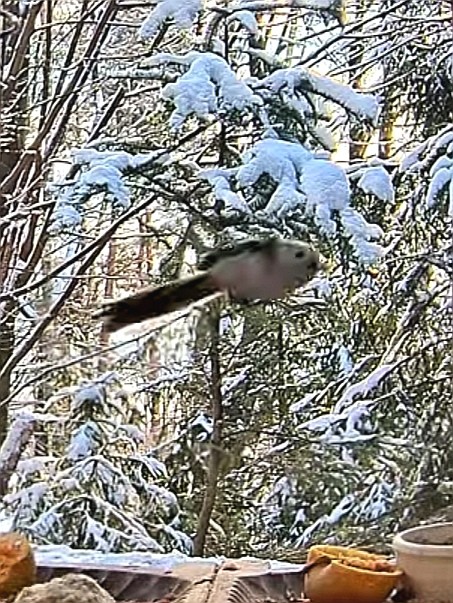 livebirdspoland_cc866800eaa7bfe2d76f3995fc6ffec9.jpg