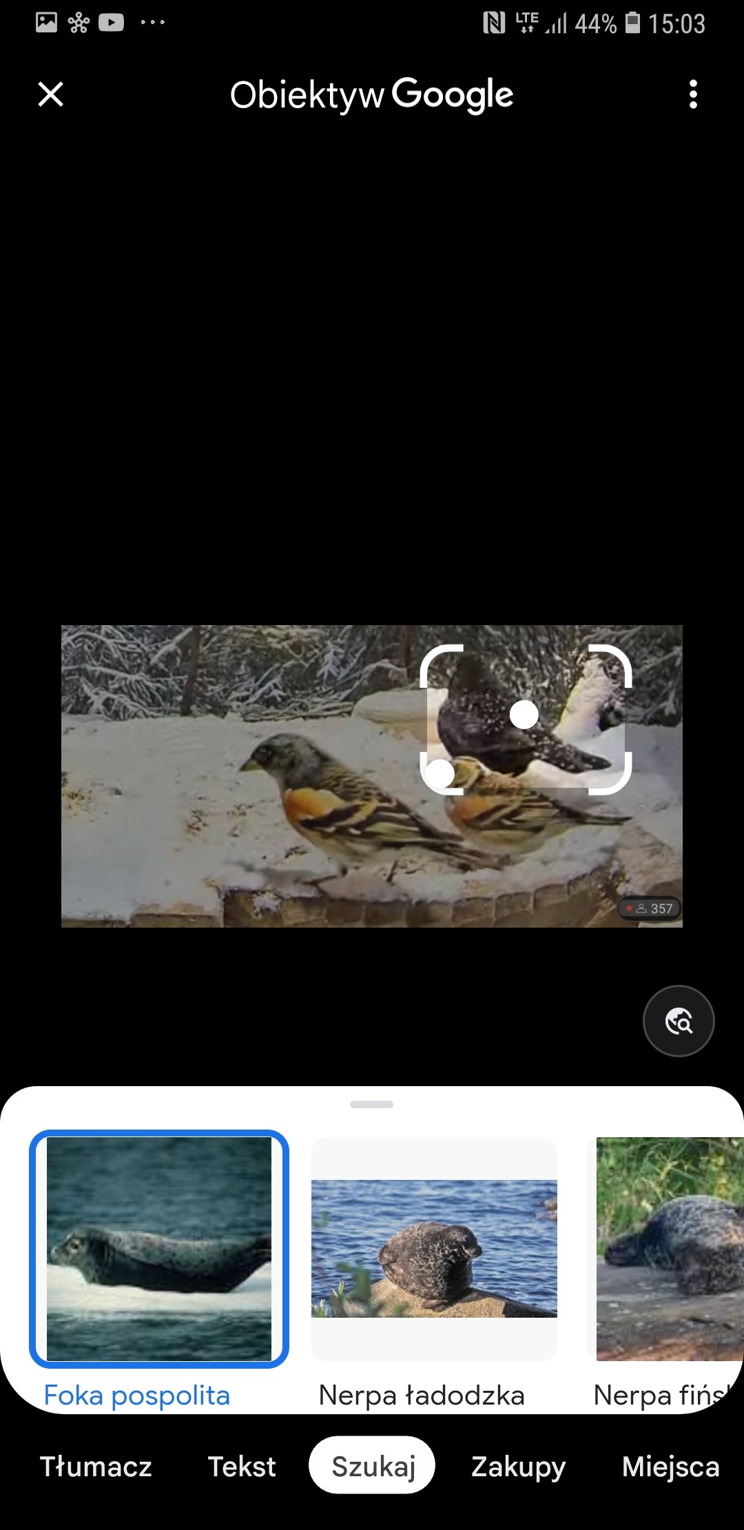 livebirdspoland_af966a6969f5a46252e16e58ccc41bbd.jpg