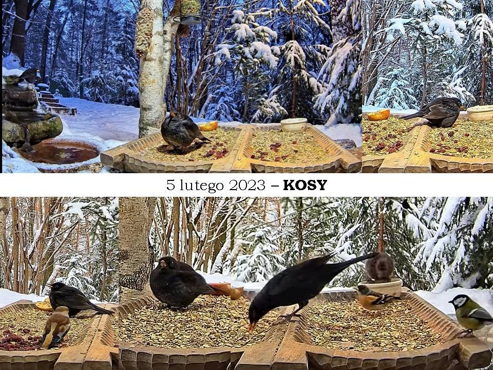 livebirdspoland_798899455f7d58b5e6981df2836b6178.jpg