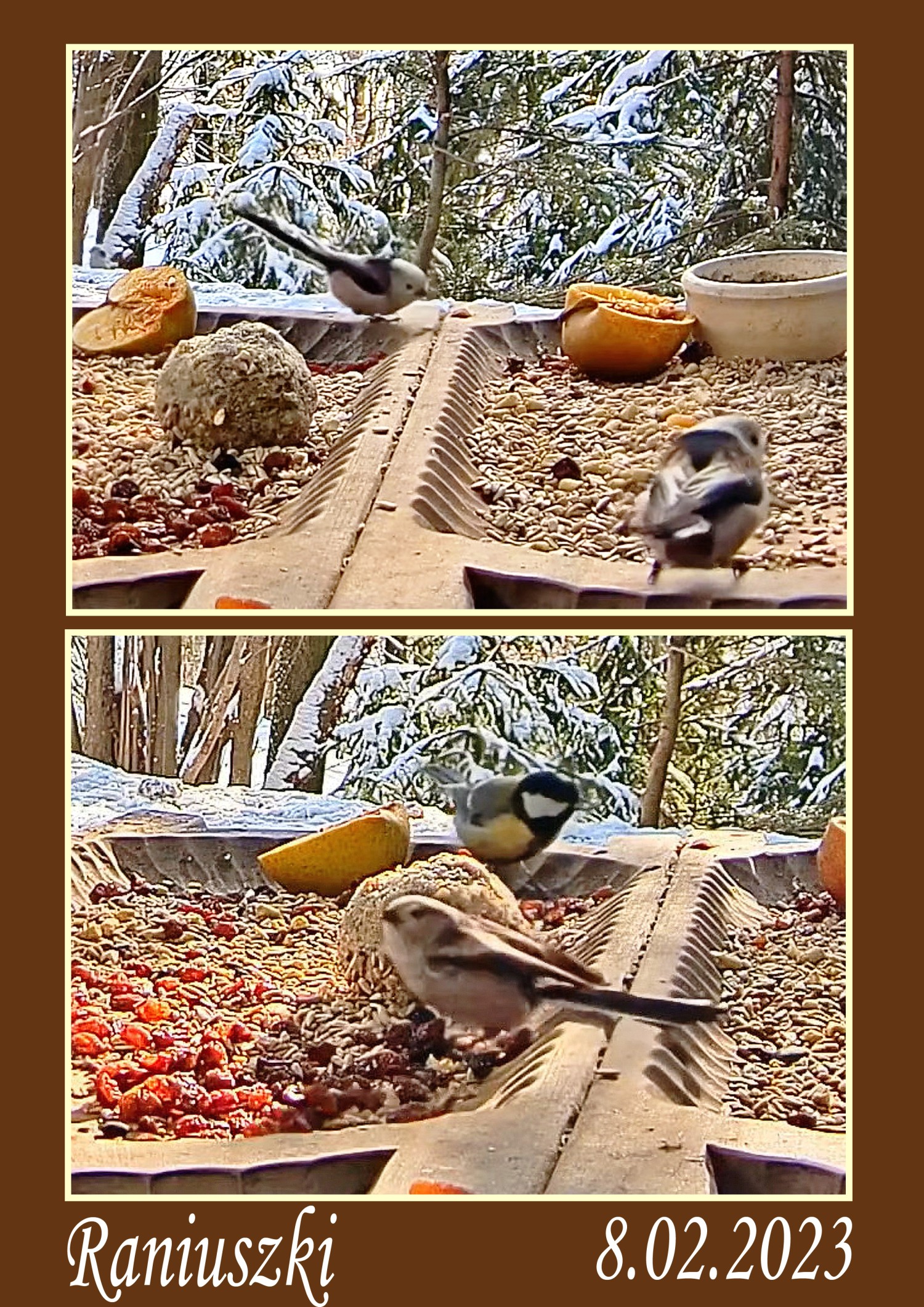 livebirdspoland_9c08444f583ae192b0ea9afcde2d91d3.jpg