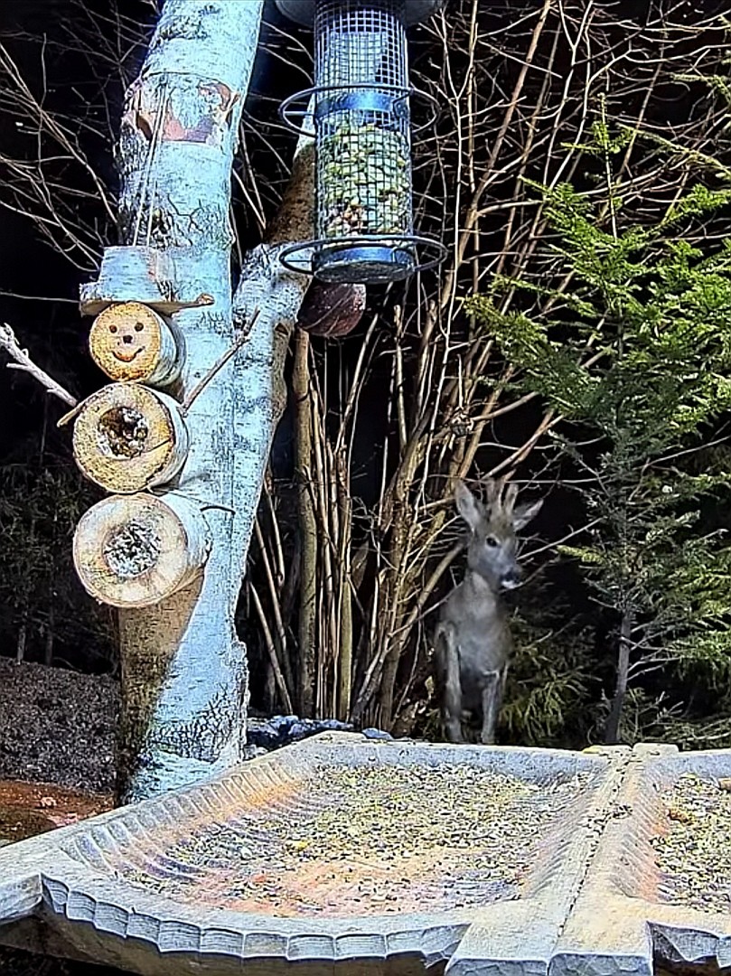 livebirdspoland_bd74567c1ea4da61283b07c0a58d0d85.jpg