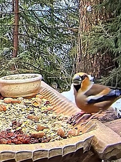 livebirdspoland_3fbcaab8b0432927bc899c66b399feba.jpg