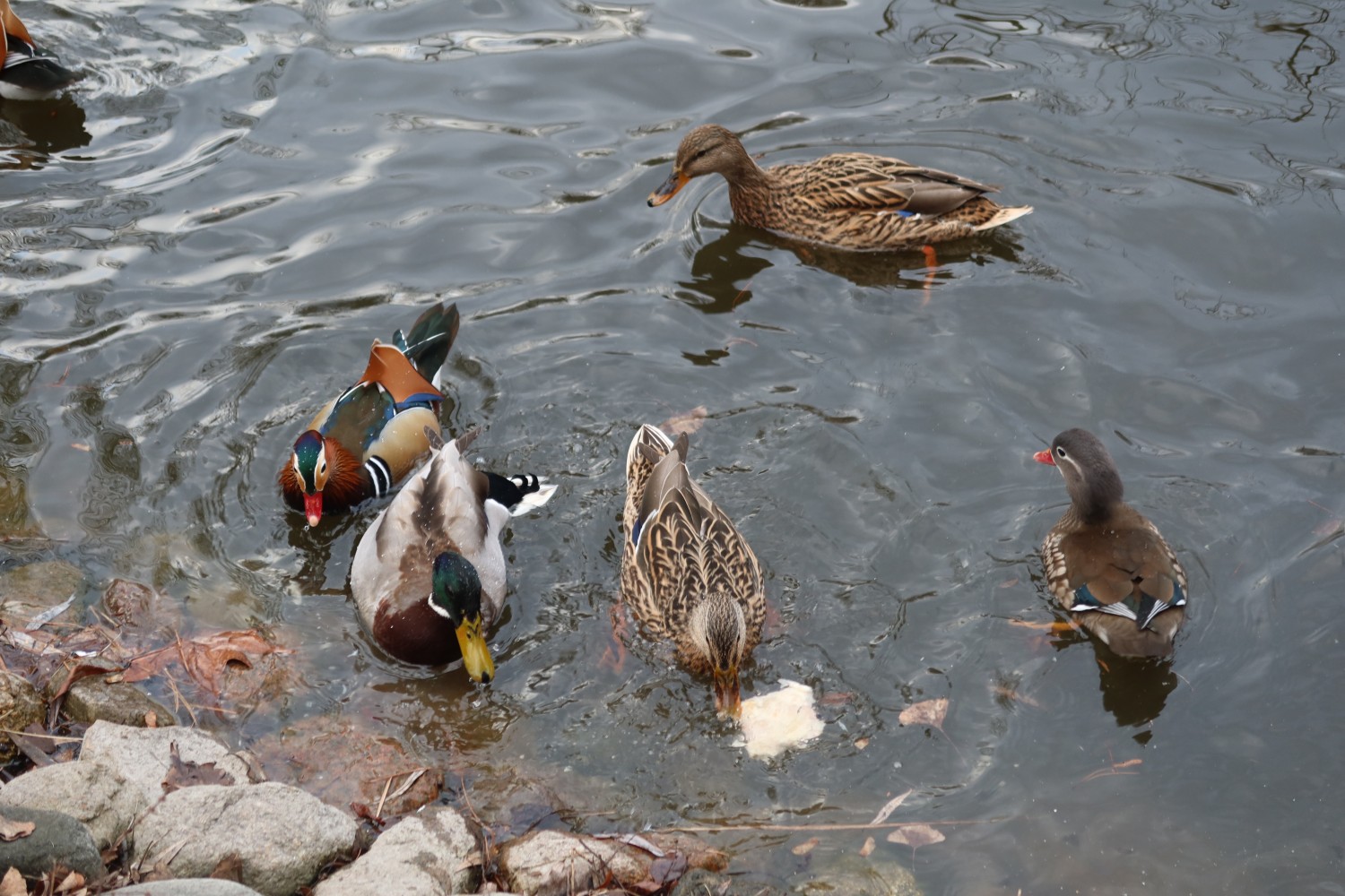 livebirdspoland_d6ed79a3e737c221bbd743398d70b992.jpg