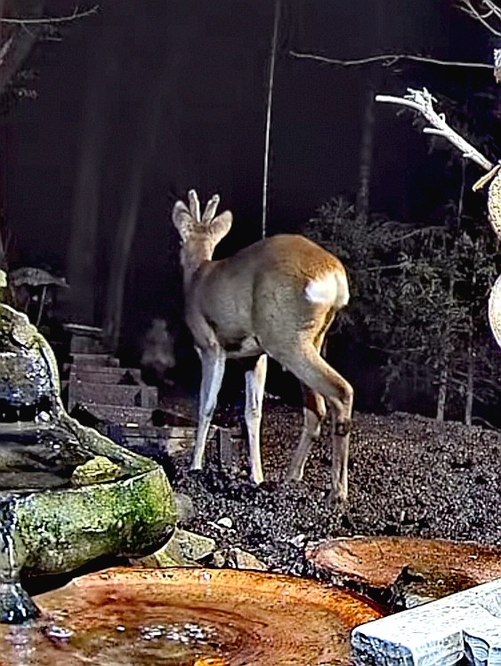 livebirdspoland_593a9c90f444db867c5c7a1f5ed2b96c.jpg