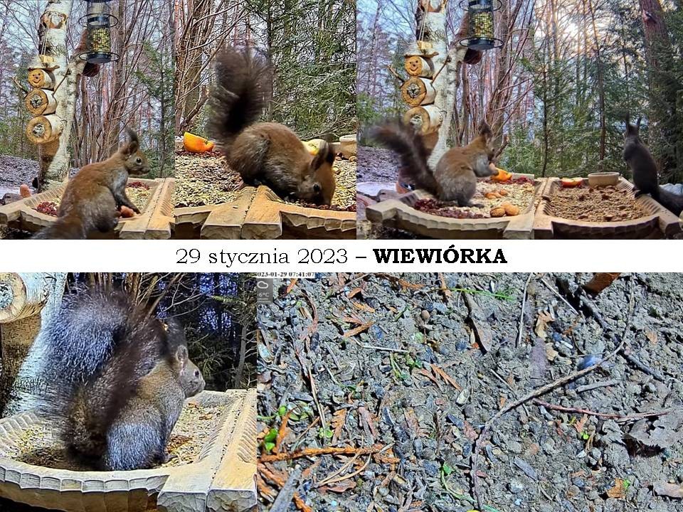 livebirdspoland_9e87e07970c350dd96ec5422a6a05ab9.jpg