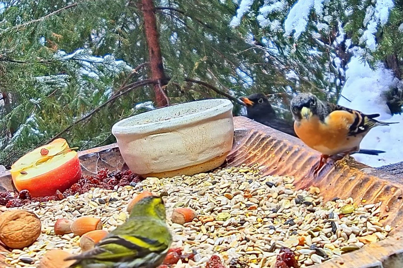 livebirdspoland_7b076373db86a077b2bb206bff739ee7.jpg