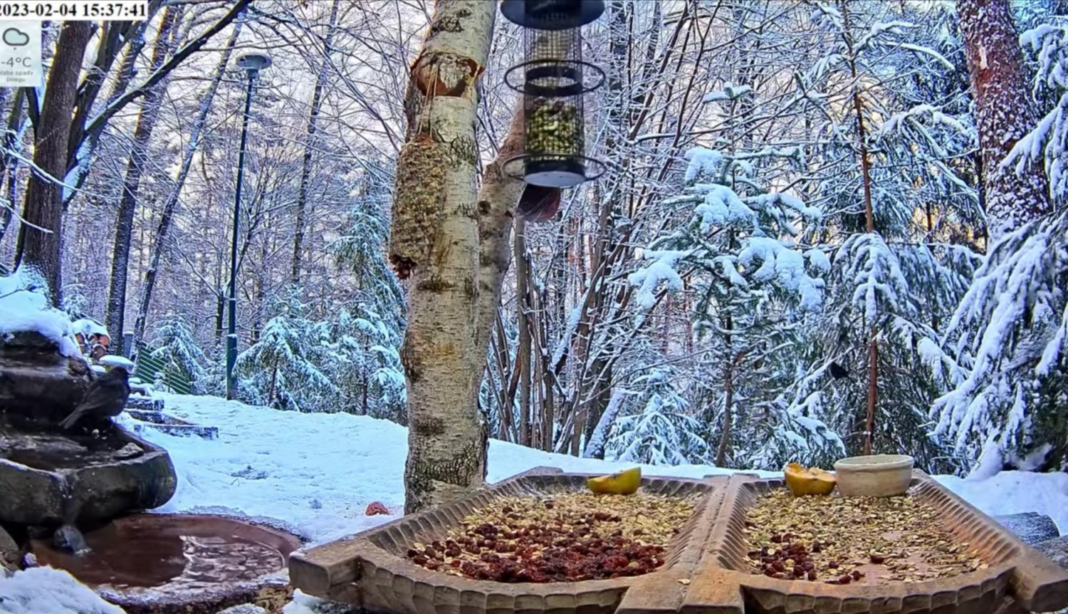 livebirdspoland_de9add4a31e83c07072aff13912002d3.jpg