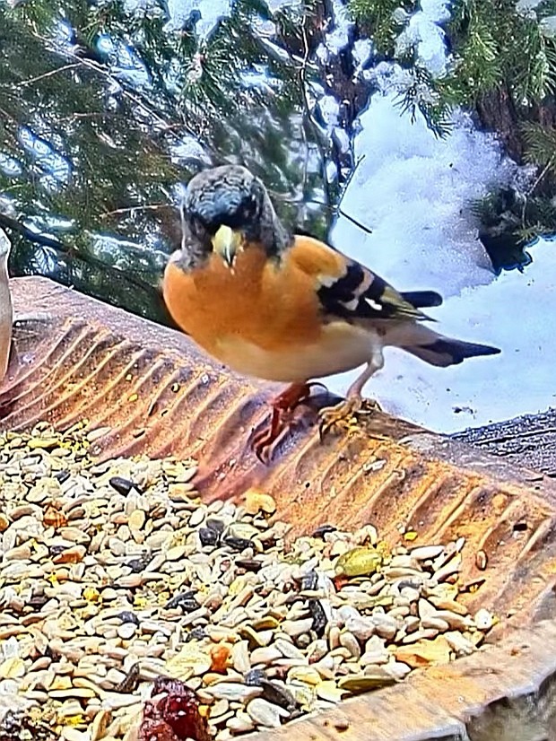 livebirdspoland_4a6234df201506b901a7273a2947bd76.jpg