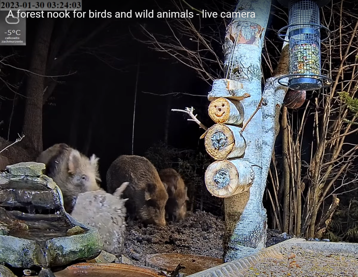 livebirdspoland_093da749e0482d115dc3c3927509e219.png