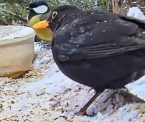 livebirdspoland_88fba64602f516bf594f068a55cd54bc.jpg