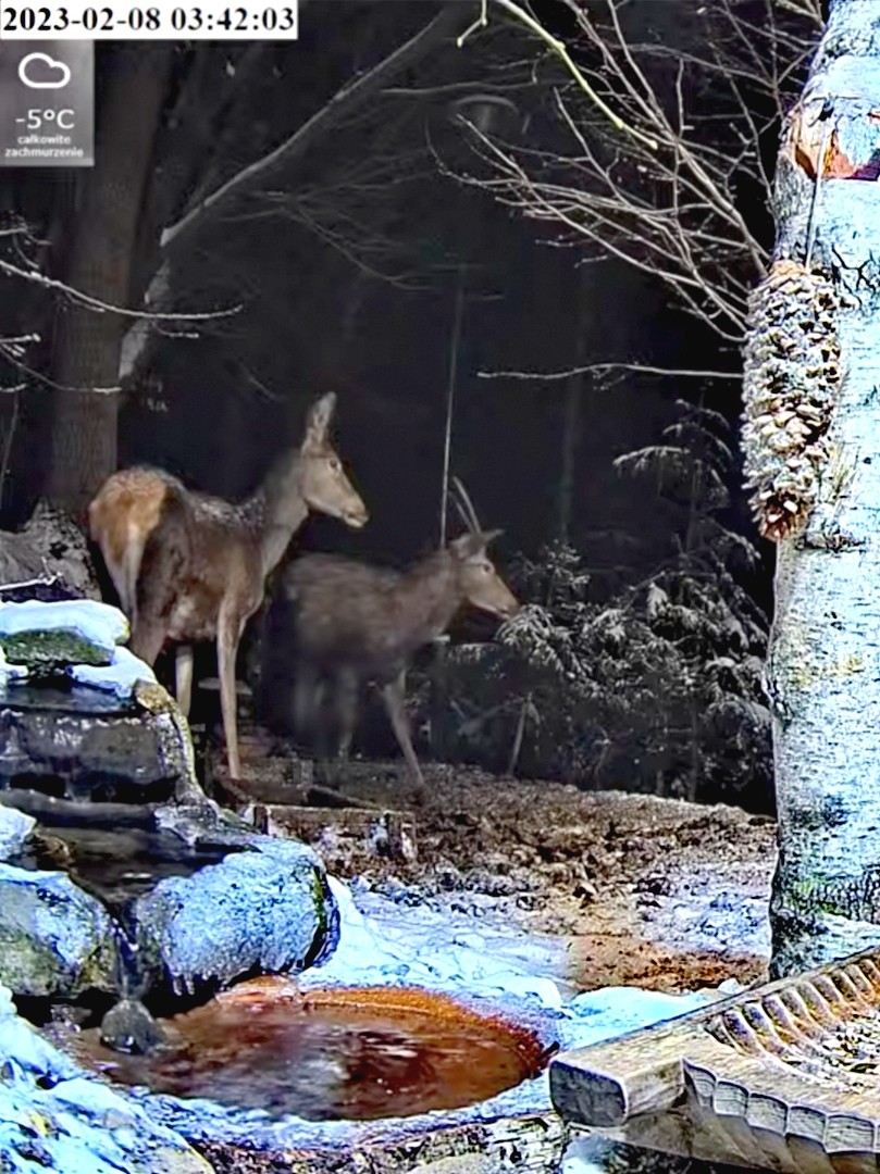livebirdspoland_9e33669792a8ee8cb3fde068e31a5cc9.jpg
