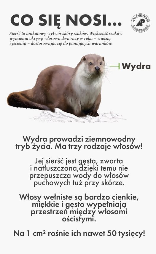 livebirdspoland_1f3dd64a24900e85bdd3e6ec8c118c08.png