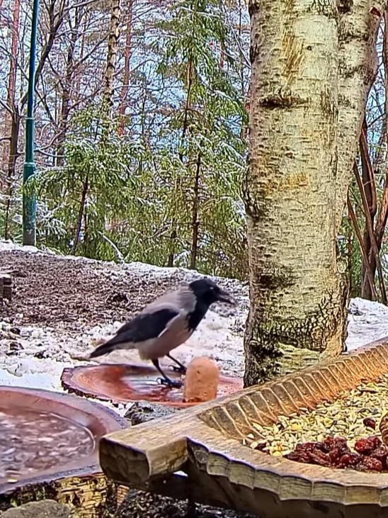 livebirdspoland_04e960cac7a28c844137ec14a8a90ed9.jpg