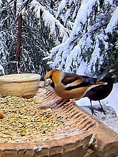 livebirdspoland_5de44c96f418239b20078aafaef777e5.jpg
