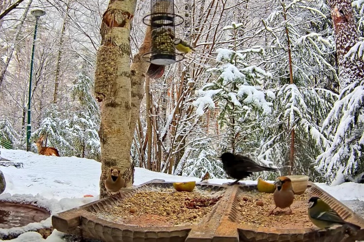 livebirdspoland_48f3a3c7481da2bc17d5b2cf53bcc9e0.jpg