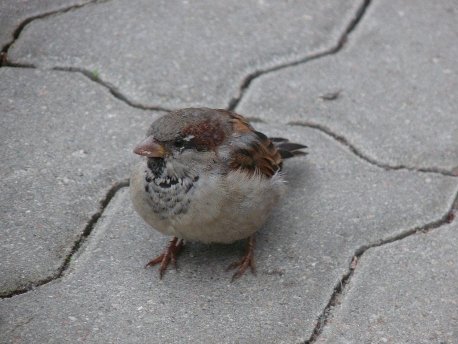 livebirdspoland_969faf409258ac74f19b474d104be59e.jpg