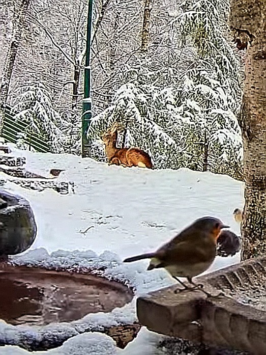 livebirdspoland_73eef46c380151400a07492fe16ab391.jpg