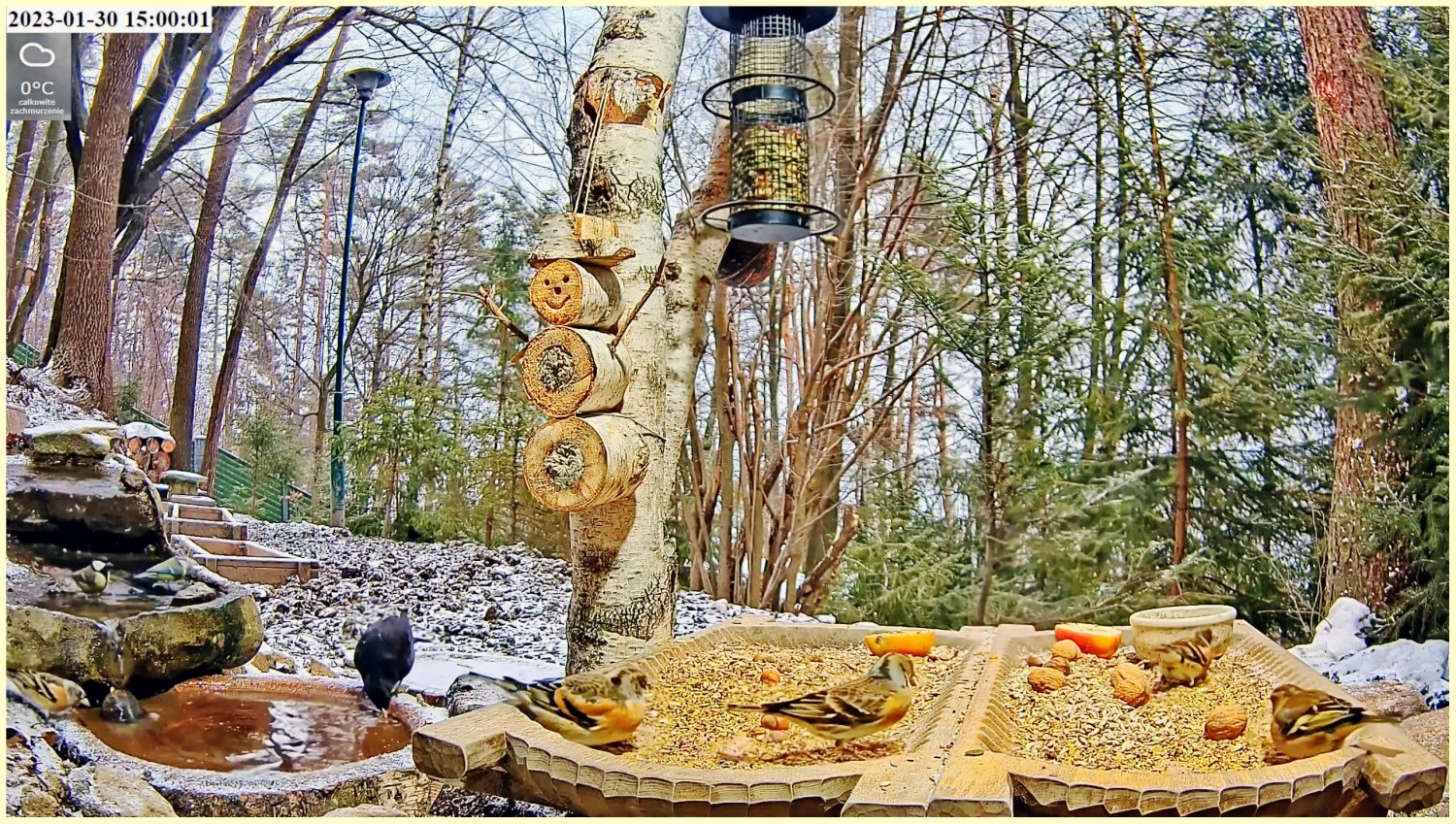 livebirdspoland_1fd5f3ebf67a3266dad229e49f330685.jpg
