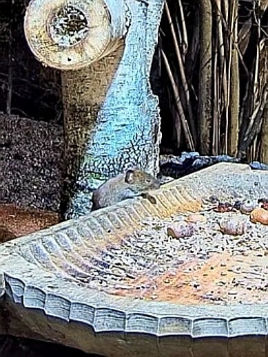 livebirdspoland_68dd592ca91d74c2b816d828bfa2bbbb.jpg