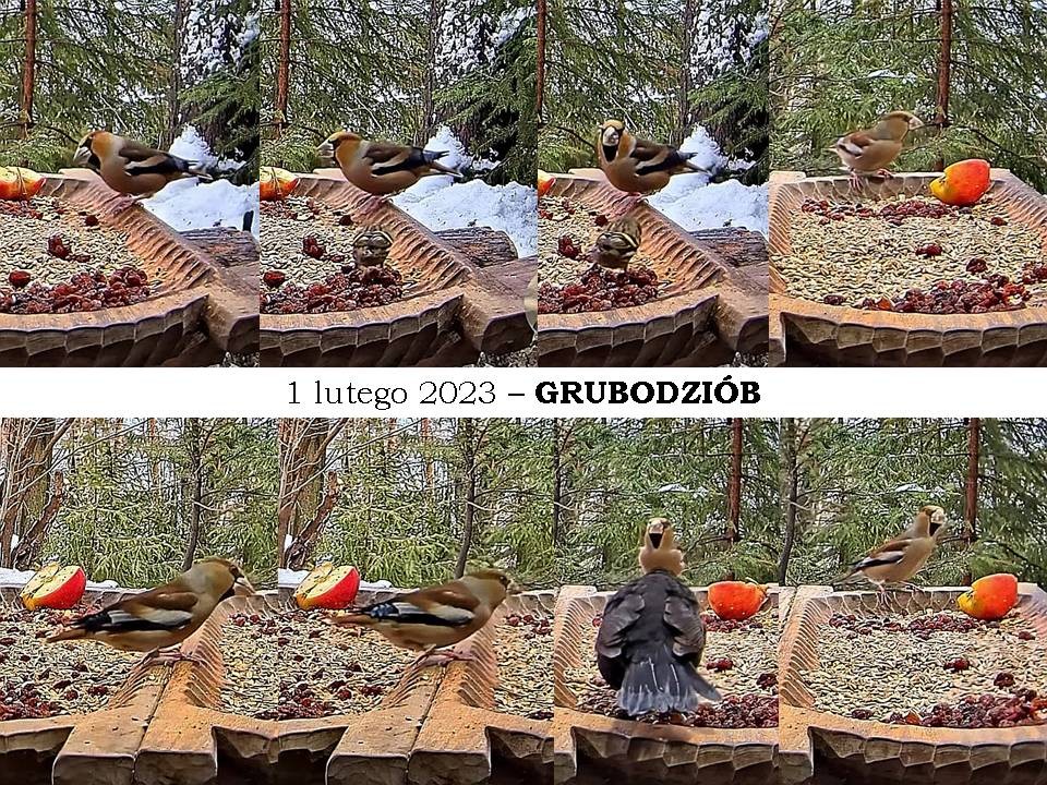 livebirdspoland_09653f075b7a1a0754cfacb2bf1f67e3.jpg