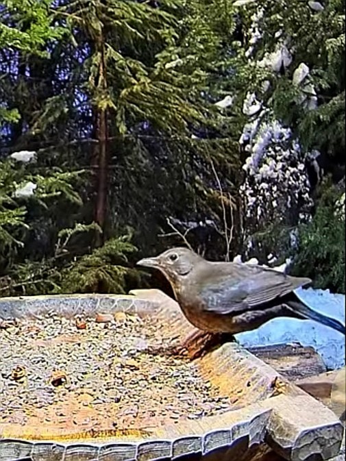 livebirdspoland_b9dc8e2cdd404fa1ccda399887a8e6c8.jpg