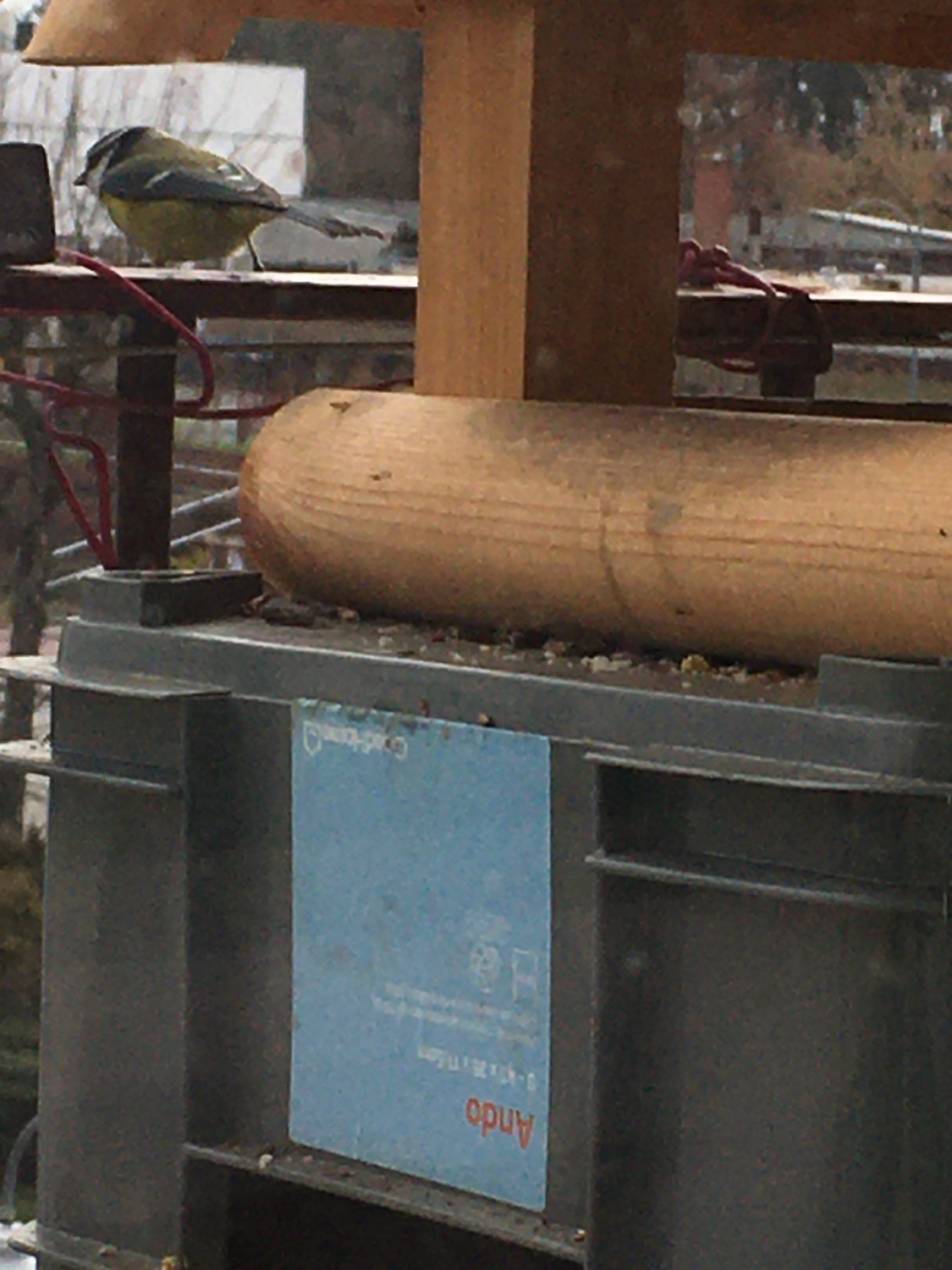 livebirdspoland_219cb092e169784e0da686ad3e94353a.jpg