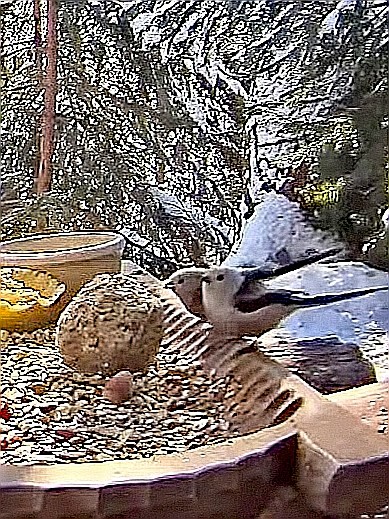 livebirdspoland_cef59ad6d07e36212ae95fe87206a464.jpg