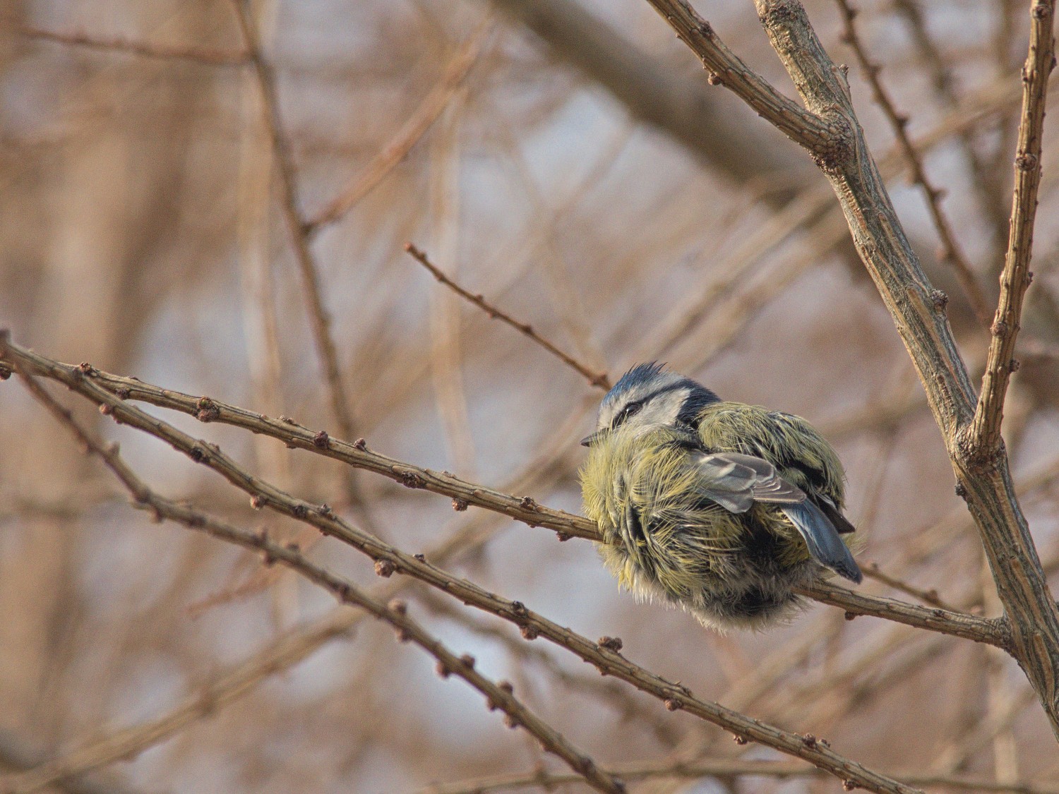 livebirdspoland_d00515fffce414a7d7a4ff894fa46fae.jpg